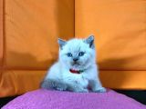 45 günlük Bluepoint ve british shorthair Yavrularımız