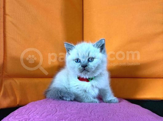 45 Günlük Bluepoint Ve British Shorthair Yavrularımız