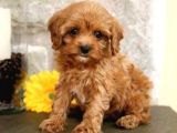 Kıpkırmızı Red Tooy Poodle Sevimli Yavrular