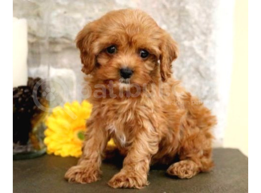 Kıpkırmızı Red Tooy Poodle Sevimli Yavrular görsel