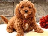 Kıpkırmızı Red Tooy Poodle Sevimli Yavrular