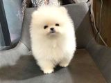 Pomerrian boo yavrularımız Sevimli Yavrular 