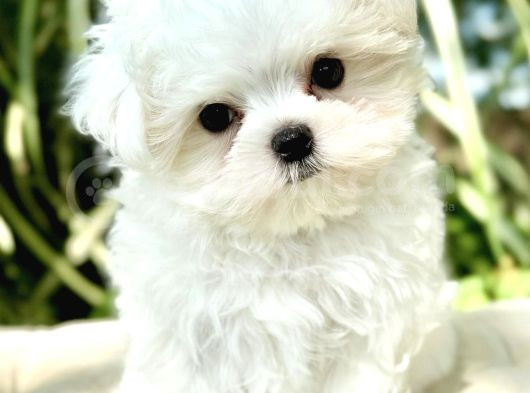 Süslü Maltese Bebeklerimiz görsel