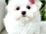 Süslü Maltese Bebeklerimiz