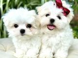 Süslü Maltese Bebeklerimiz