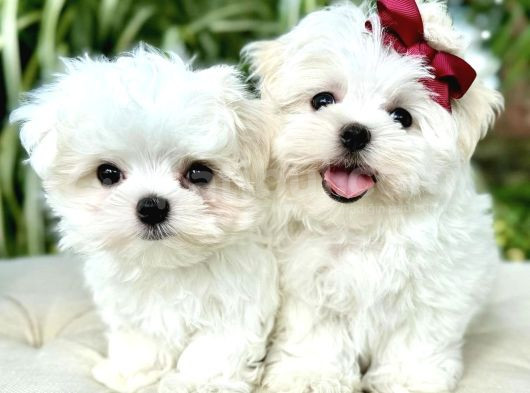 Süslü Maltese Bebeklerimiz
