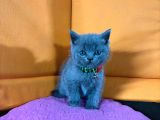 45 Günlük Bluepoint Ve British Shorthair Yavrularımız