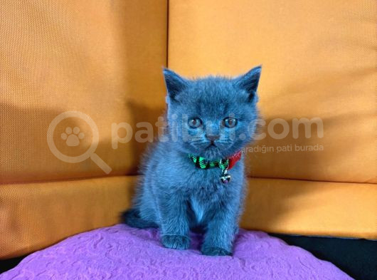 45 Günlük Bluepoint Ve British Shorthair Yavrularımız görsel