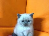 45 Günlük Bluepoint Ve British Shorthair Yavrularımız