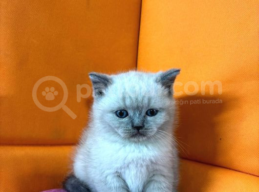 45 Günlük Bluepoint Ve British Shorthair Yavrularımız görsel