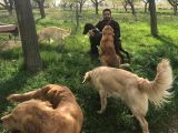 Zeki Golden Bebekler