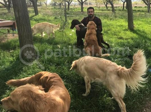 Zeki Golden Bebekler görsel