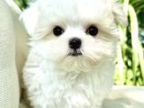 Süslü Maltese Bebeklerimiz