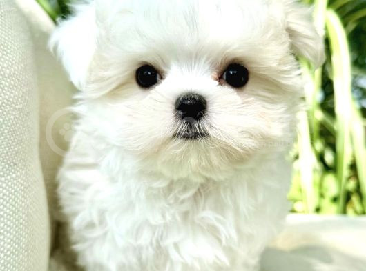 Süslü Maltese Bebeklerimiz görsel