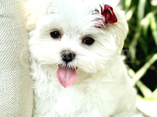 Süslü Maltese Bebeklerimiz görsel