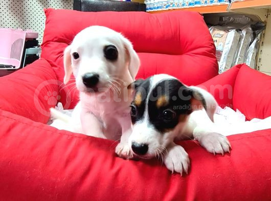 A Kali̇te Ki̇sa Bacak Jack Russell Yavrular görsel
