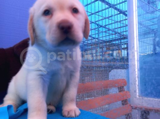 Super Kali̇te Show Çi̇kolata Labrador Yavrular görsel