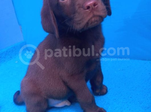 Super Kali̇te Show Çi̇kolata Labrador Yavrular görsel