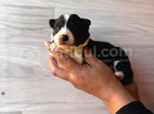 Dunyani̇n En Zeki̇ Irki Border Collie görsel