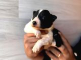 Dunyani̇n En Zeki̇ Irki Border Collie