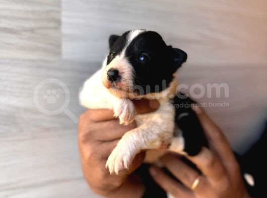 Dunyani̇n En Zeki̇ Irki Border Collie görsel