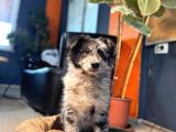 Nadir Blue Merle Border Collie Yavrularımız
