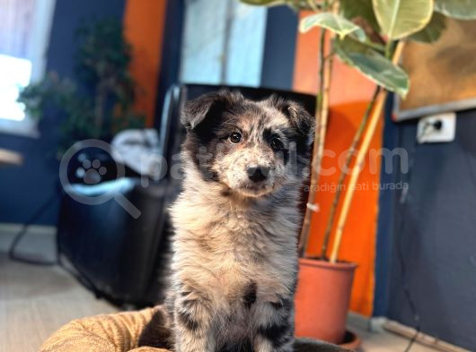 Nadir Blue Merle Border Collie Yavrularımız görsel