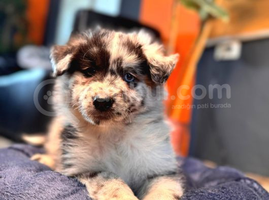 Nadir Blue Merle Border Collie Yavrularımız