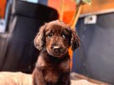 Çikolata Ve Siyah Labrador Retriever Yavrularımız