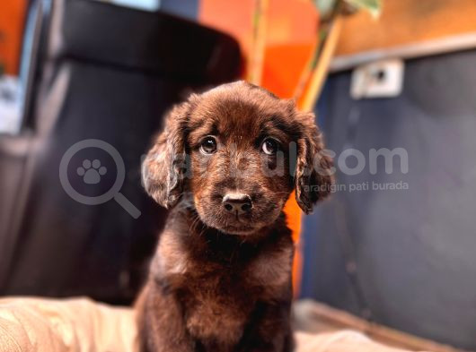 Çikolata Ve Siyah Labrador Retriever Yavrularımız görsel