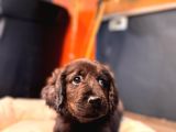 Çikolata ve siyah labrador retriever yavrularımız