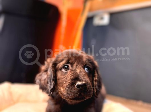 Çikolata Ve Siyah Labrador Retriever Yavrularımız