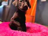 Çikolata Ve Siyah Labrador Retriever Yavrularımız