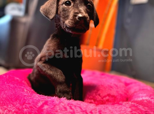 Çikolata Ve Siyah Labrador Retriever Yavrularımız görsel