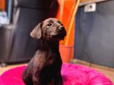 Çikolata Ve Siyah Labrador Retriever Yavrularımız