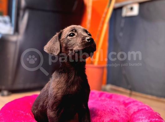 Çikolata Ve Siyah Labrador Retriever Yavrularımız görsel