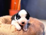 DUNYANİN EN ZEKİ IRKI BORDER COLLIE