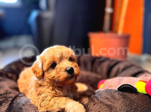 Minik Tüy Dökmez Zeki Ped Eğitimli Maltipoo görsel