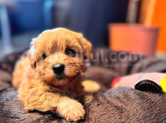 Minik Tüy Dökmez Zeki Ped Eğitimli Maltipoo görsel