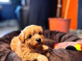 Minik tüy dökmez zeki ped eğitimli maltipoo