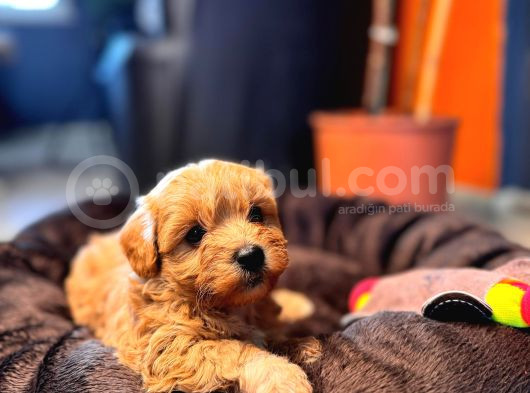 Minik Tüy Dökmez Zeki Ped Eğitimli Maltipoo