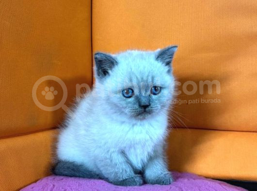 45 Günlük Bluepoint Ve British Shorthair Yavrularımız görsel