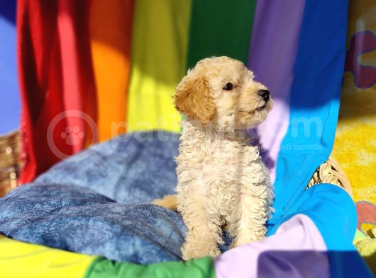 Efsane Prens Toy Poodle Yavrumuz görsel
