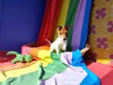 A Kali̇te Ki̇sa Bacak Jack Russell Yavrular