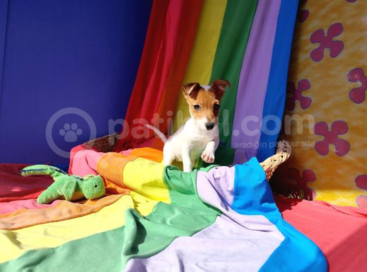 A Kali̇te Ki̇sa Bacak Jack Russell Yavrular görsel