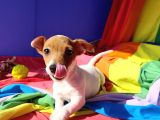 A Kali̇te Ki̇sa Bacak Jack Russell Yavrular