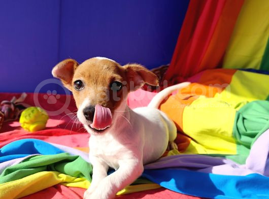 A Kali̇te Ki̇sa Bacak Jack Russell Yavrular görsel