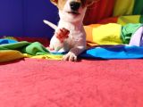 A Kali̇te Ki̇sa Bacak Jack Russell Yavrular