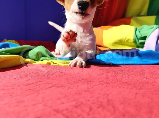 A Kali̇te Ki̇sa Bacak Jack Russell Yavrular görsel