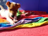 A KALİTE KİSA BACAK JACK RUSSELL YAVRULAR